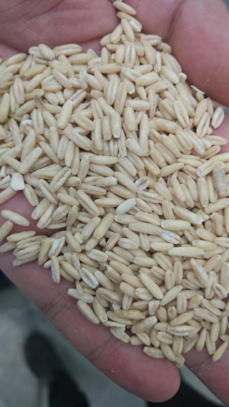 HTP-80燕麥脫殼機(jī) FINISHED PRODUCTS